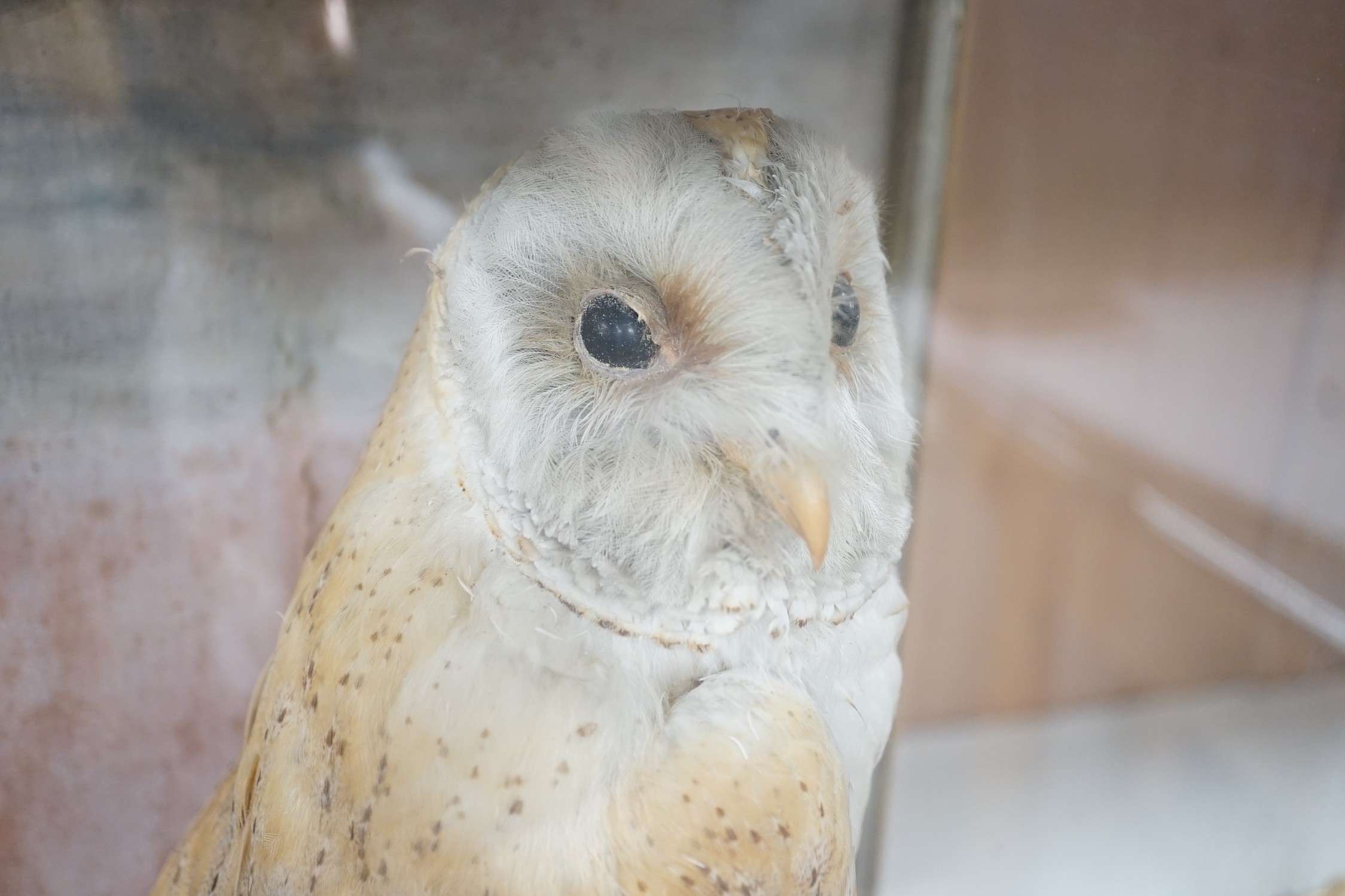 A Victorian cased taxidermy barn owl, 48cm